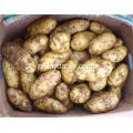 Hoge kwaliteit Goede smakelijke verse aardappel